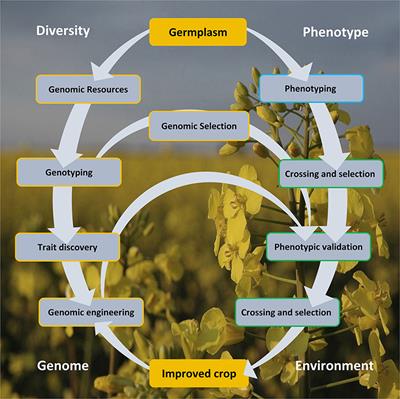 Genomics Armed With Diversity Leads the Way in Brassica Improvement in a Changing Global Environment